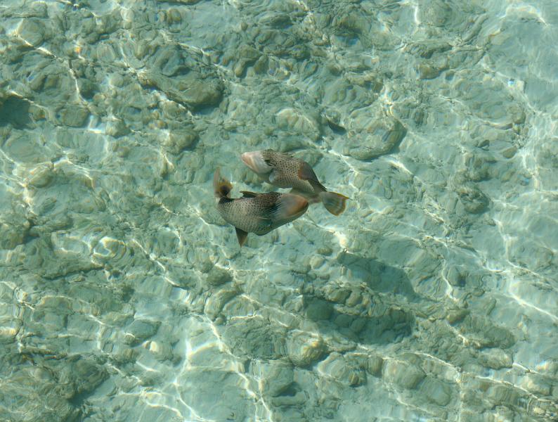 Kuramathi (13).jpg